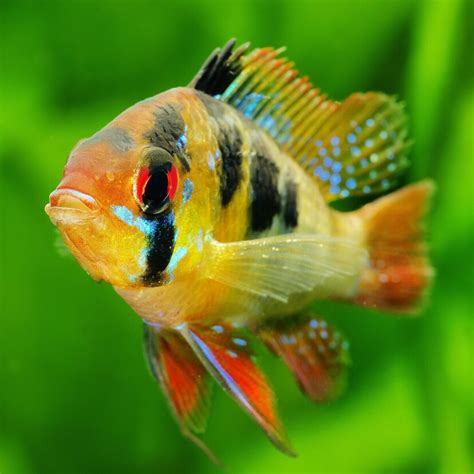 peixe ornamental-1